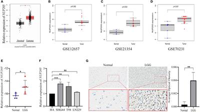 Exploring the relationship between abnormally high expression of NUP205 and the clinicopathological characteristics, immune microenvironment, and prognostic value of lower-grade glioma